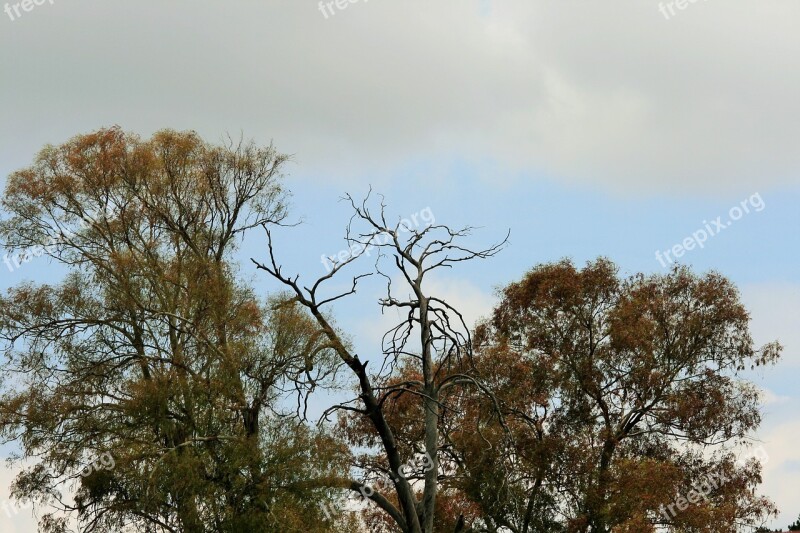 Autumn Starting Trees Eucalyptus Foliage Autumn