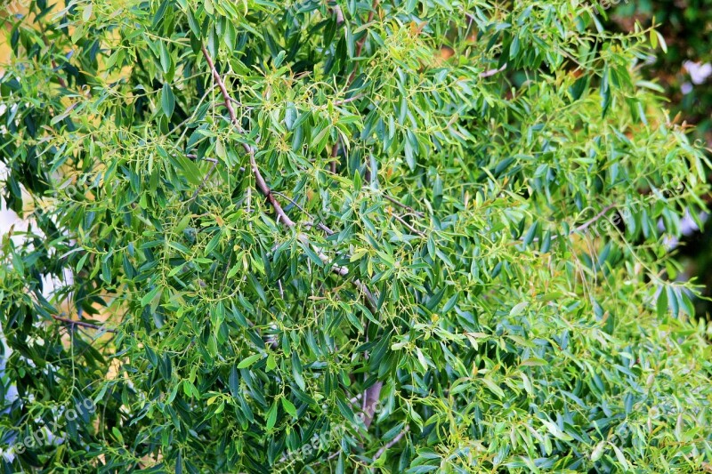 Busman's Tea Tree Tree Bushman's Tea Green Foliage