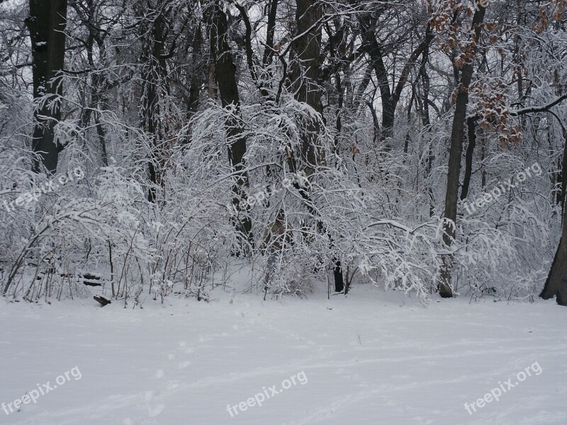 Forest Snow Trees Winter Wilderness