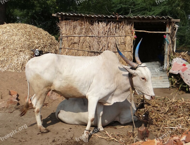 Bullock Ox Khilari Breed Draught Animal Karnataka