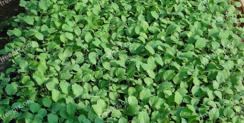 Seedlings Brinjal Eggplant Nursery Agriculture