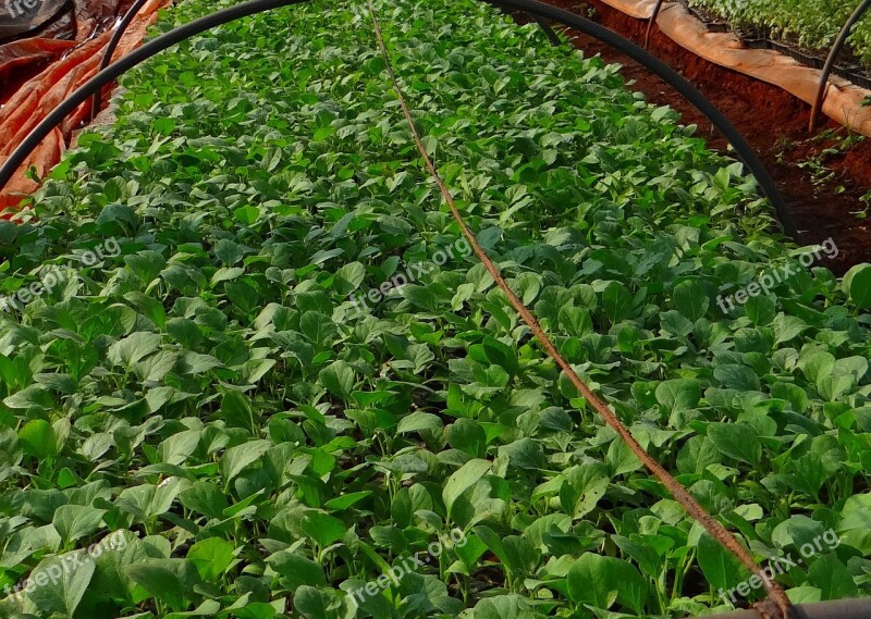 Seedlings Brinjal Nursery Agriculture Farming