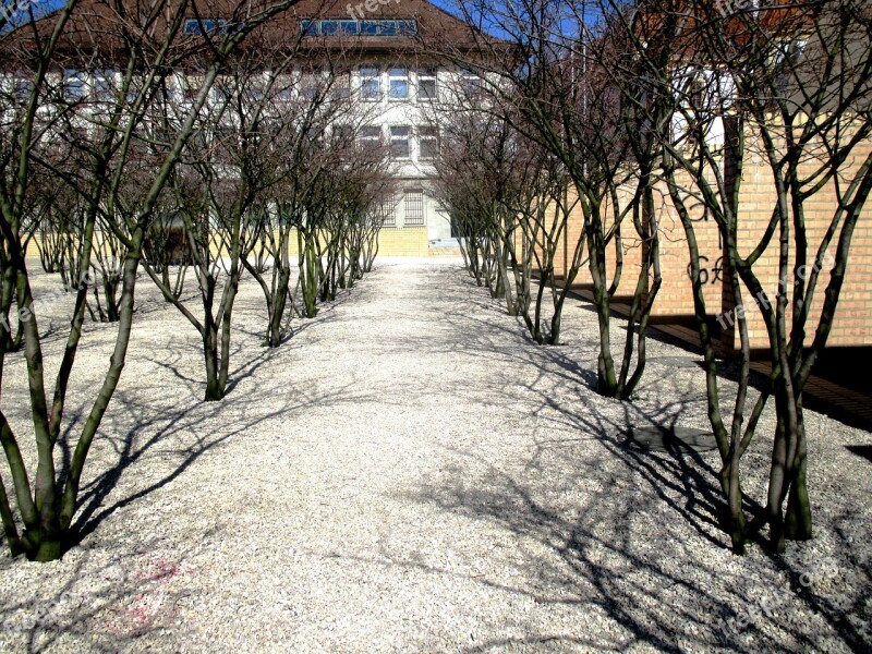 Trees Avenue Park Plant Gravel Paths