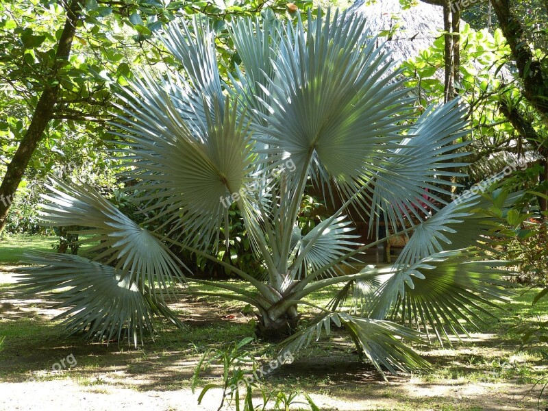 Palm Palm Trees Fan Palm Park Costa Rica