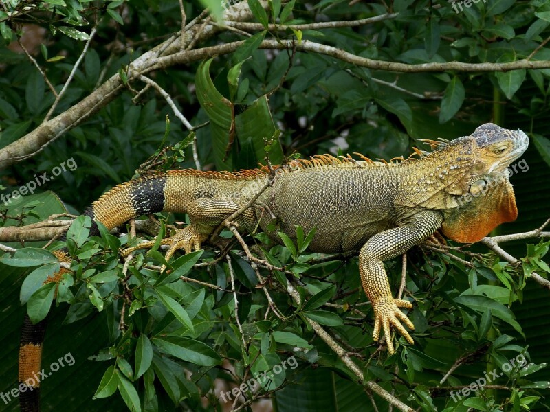 Iguana Claw Dragon Reptile Animal