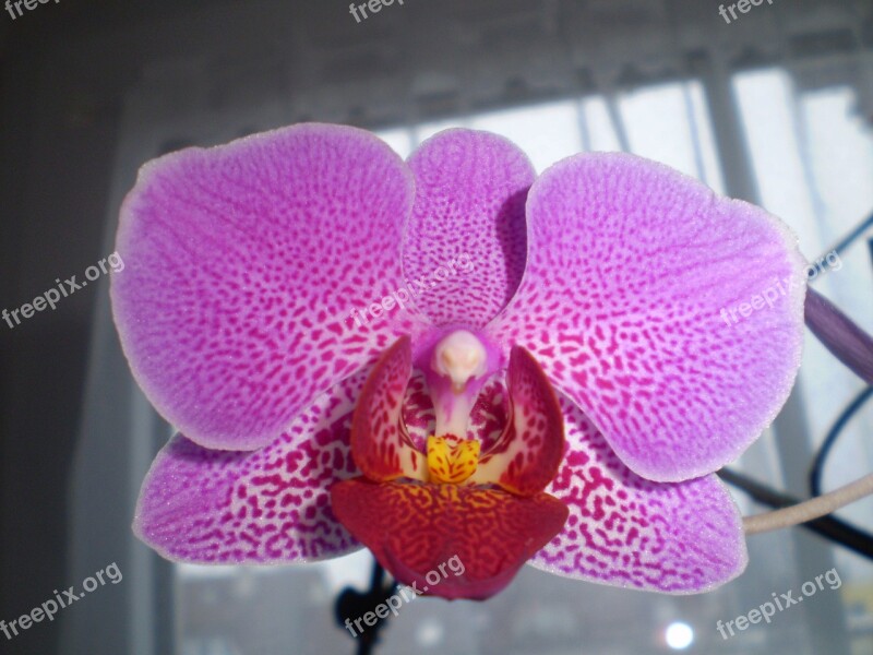 Orchid Flower Roštín Purple Middle Red