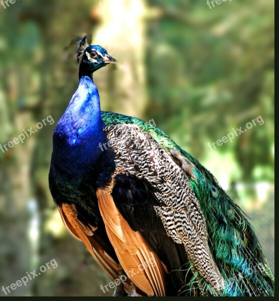 Peacock Peafowl Bird Colorful Colors