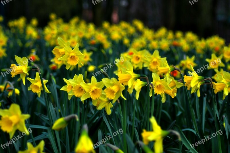 Daffodil Jonquil Daff Lent Lily Yellow