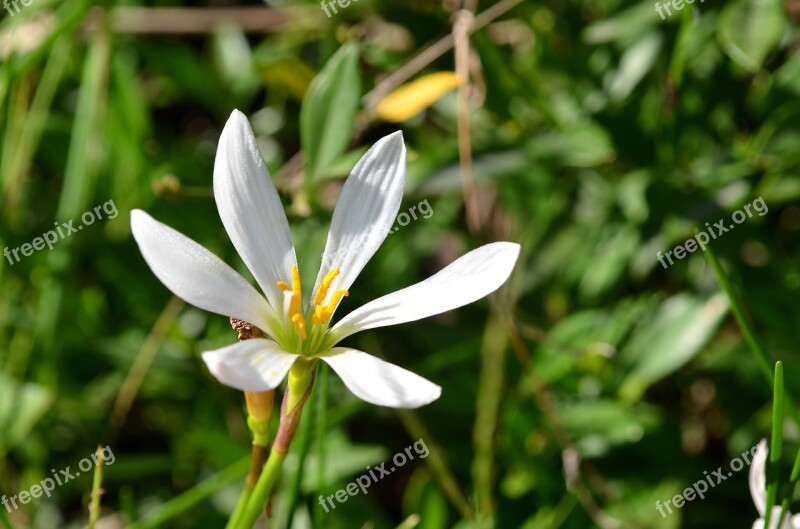 Flower Orchid White Flowers White Flower Free Photos