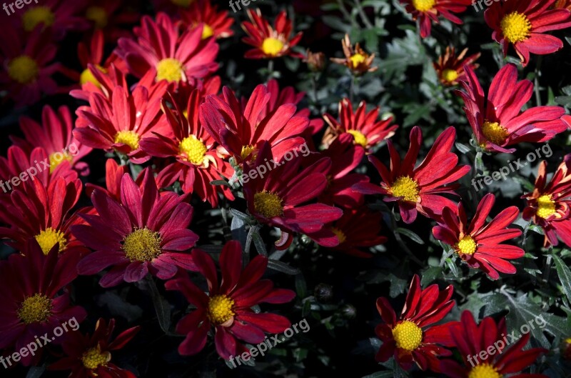 Flower Red Flowers Plant Free Photos