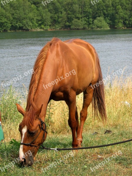 Horses Chestnut Browse Free Photos