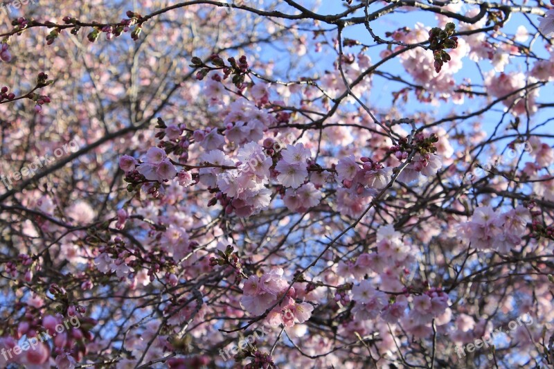 Cherry Blossoms Flowers Tree Spring Pink