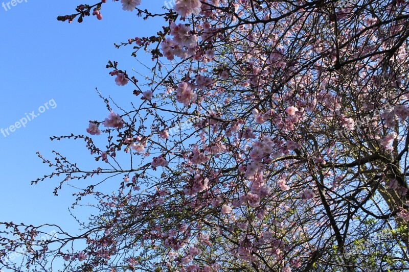 Cherry Blossoms Flowers Tree Spring Pink