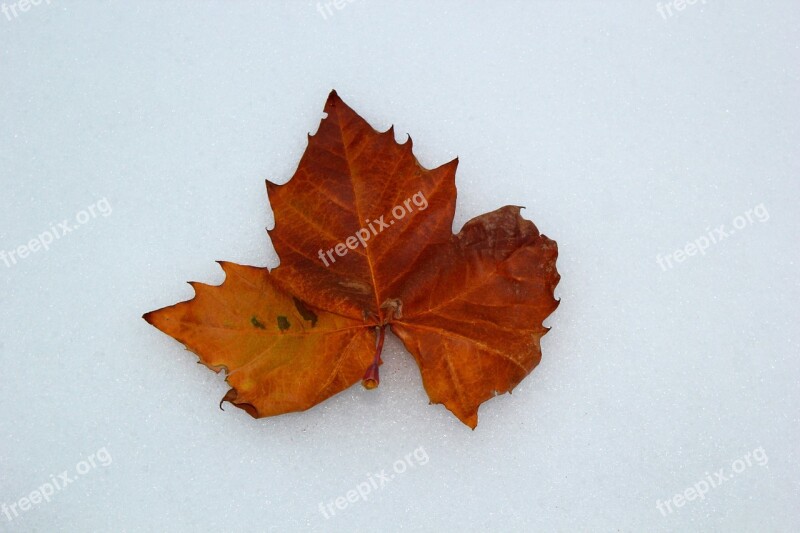 Maple Leaf Autumn Dried Leaf Winter