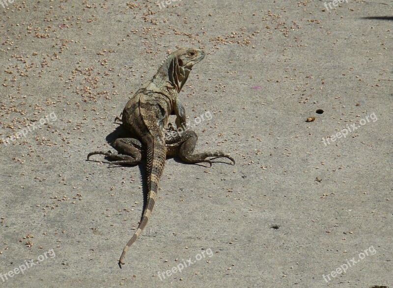 Monitor Lizard Reptile Animal Iguana