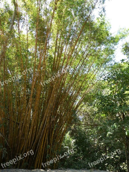 Bamboo Grass Bamboo Plants Yellow Bamboo Forest