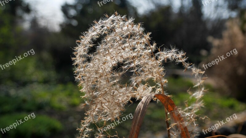 Spring Reed Dry Backlight Free Photos