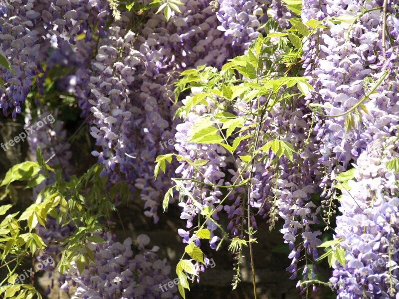 Blue Rain Wisteria Flowers Purple Rank Plant