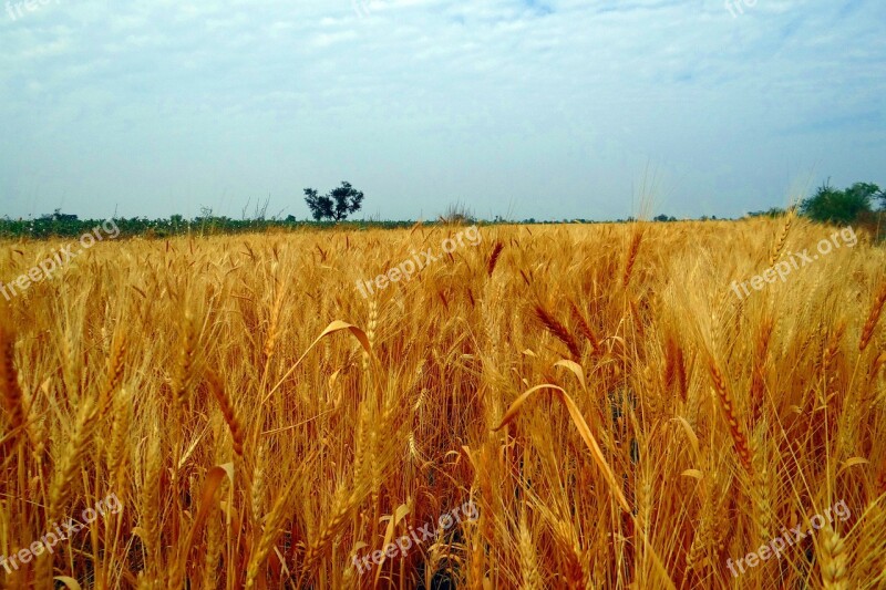 Wheat Fields Crop Harvest Wheat Spikes Ripe