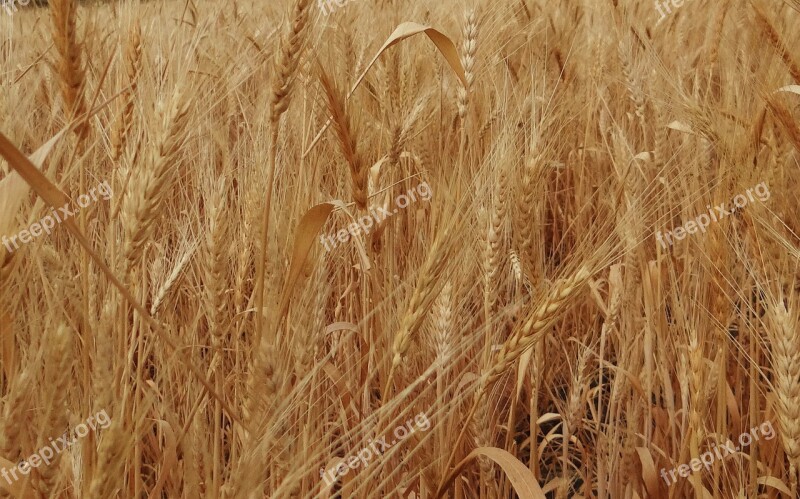 Wheat Spikes Ripe Grains Cereals Agriculture