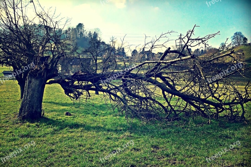 Tree Log Aesthetic Landscape Nature