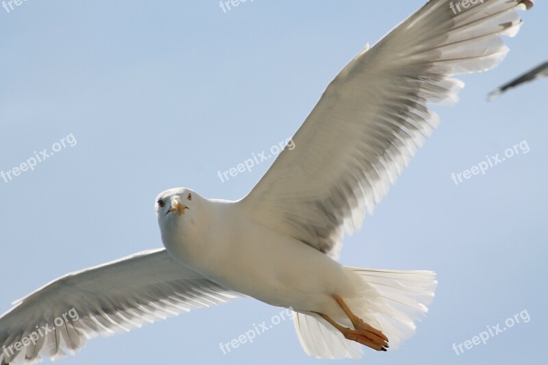 Seagull Flying Sun Flight Wing