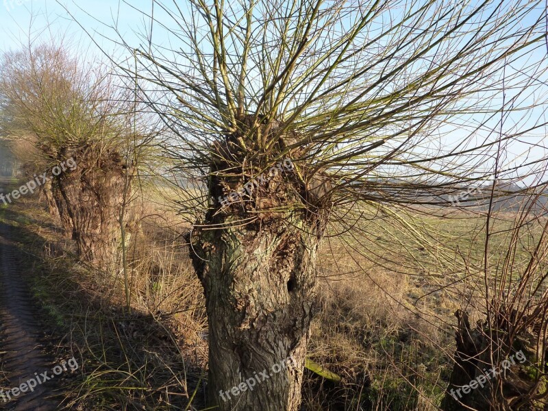 Graze Pasture Tree Braid Branches