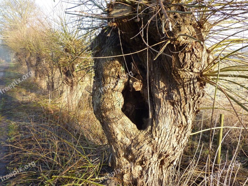 Graze Pasture Tree Braid Branches