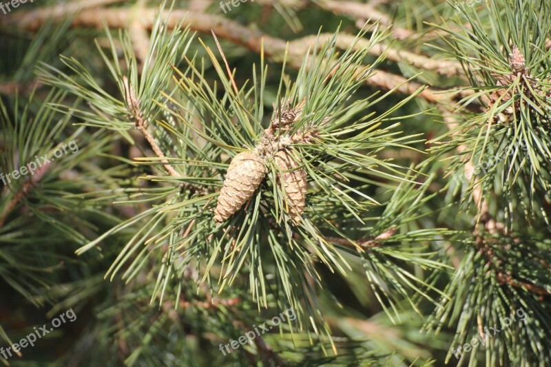 Pine Cones Nature Tree Pine Greenhouse Tap