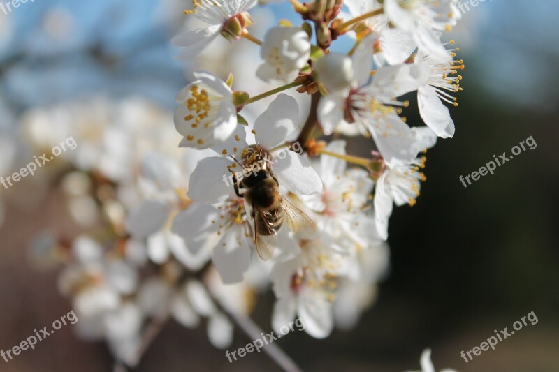 Apple Blossom Blossom Bee Spring Sunshine