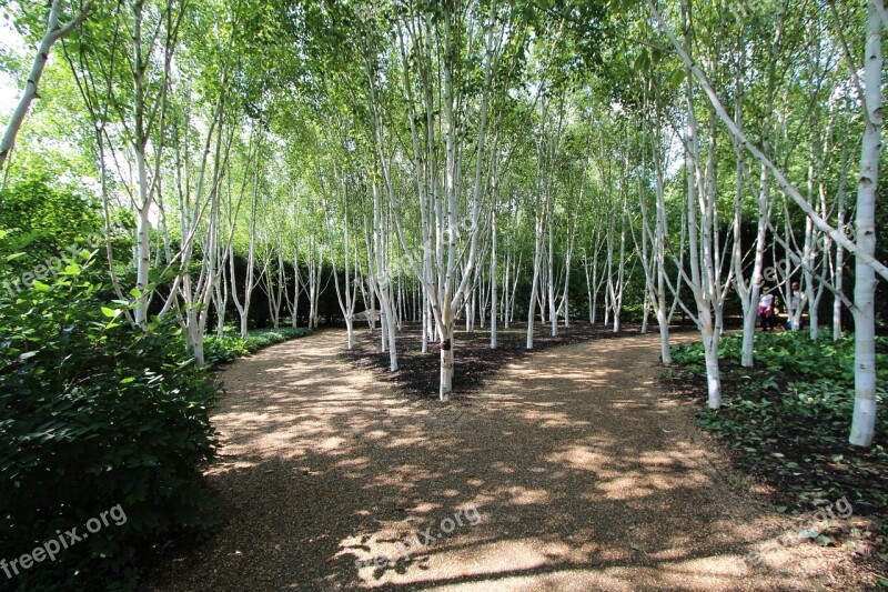 Summer Forest Birch Away Shadow