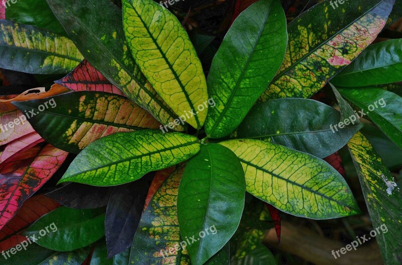 Leaf Colorful Green Macro Nature