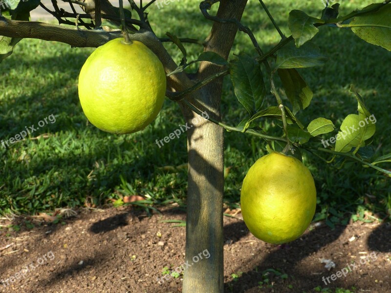 Lemon Tree Lemon Sour Yellow Fruit