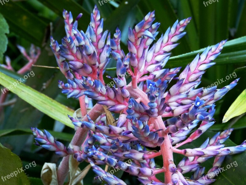 Flower Blossom Bloom Nature Plant