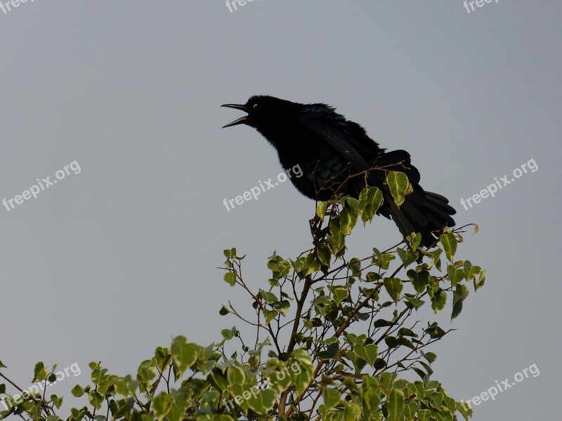 Bird Tree Black Silhouette Evening