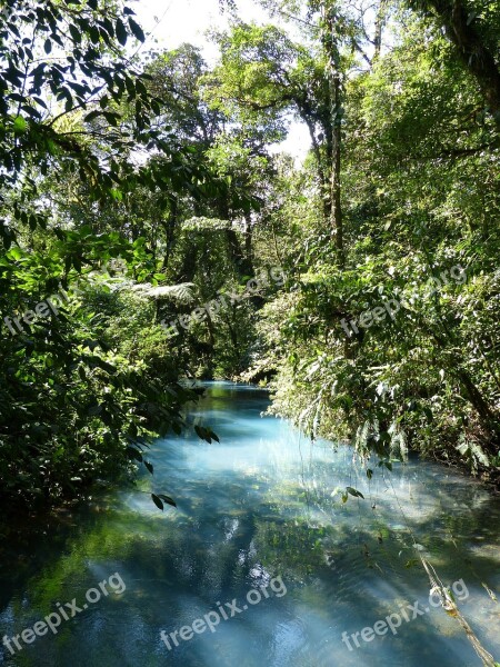 Jungle Tree Central America Tropical Green