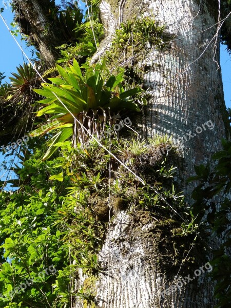 Jungle Overgrown Tree Tropical Central America