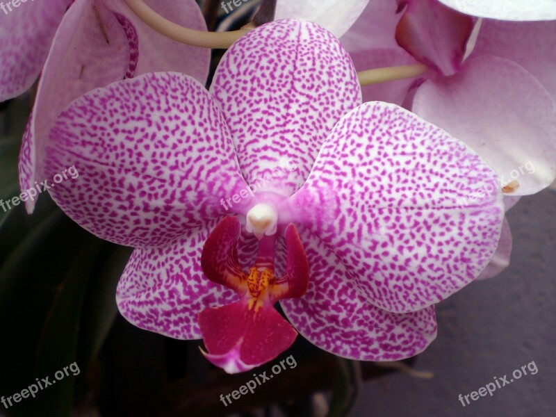 Orchid Phalaenopsis Orchids Pink Tropical