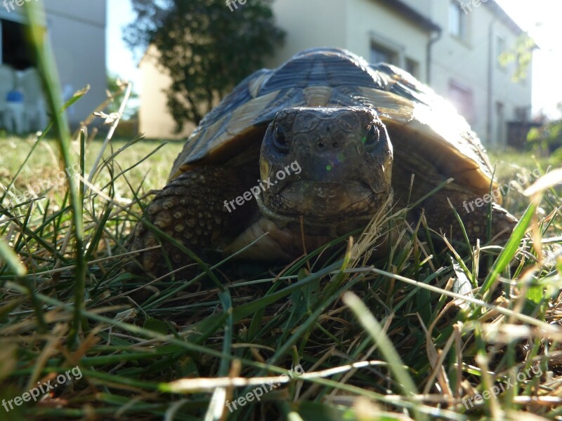 Turtle Reptile Animal Free Photos