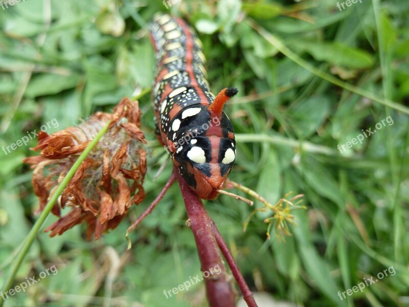 Caterpillar Nature Red Free Photos