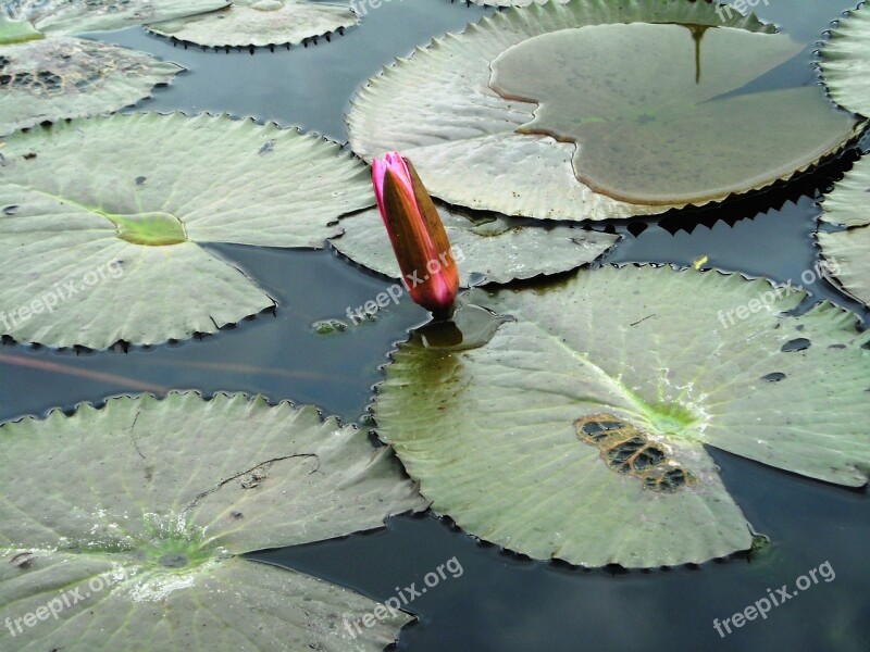 Lotus Green Flowers Red Plants