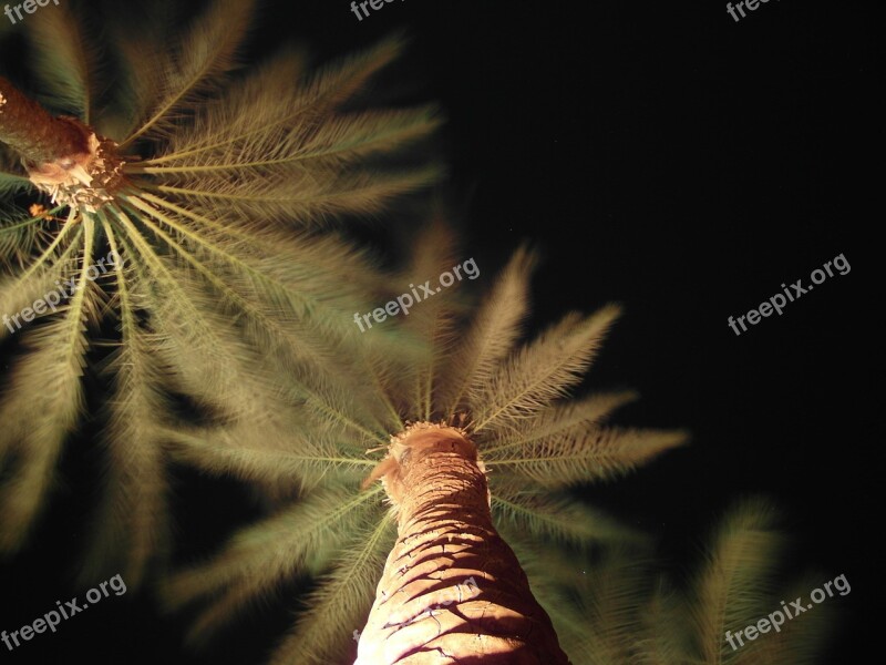 Palm Trees Palm To Heaven Free Photos