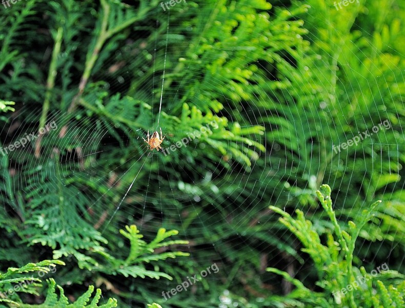 Spider Cobweb Nature Free Photos