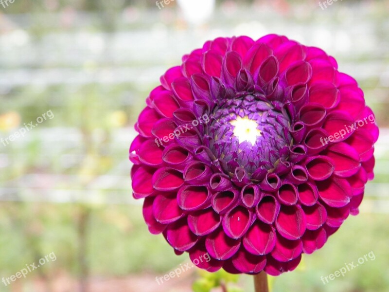 Zinnia Floral Flower Petals Blossom