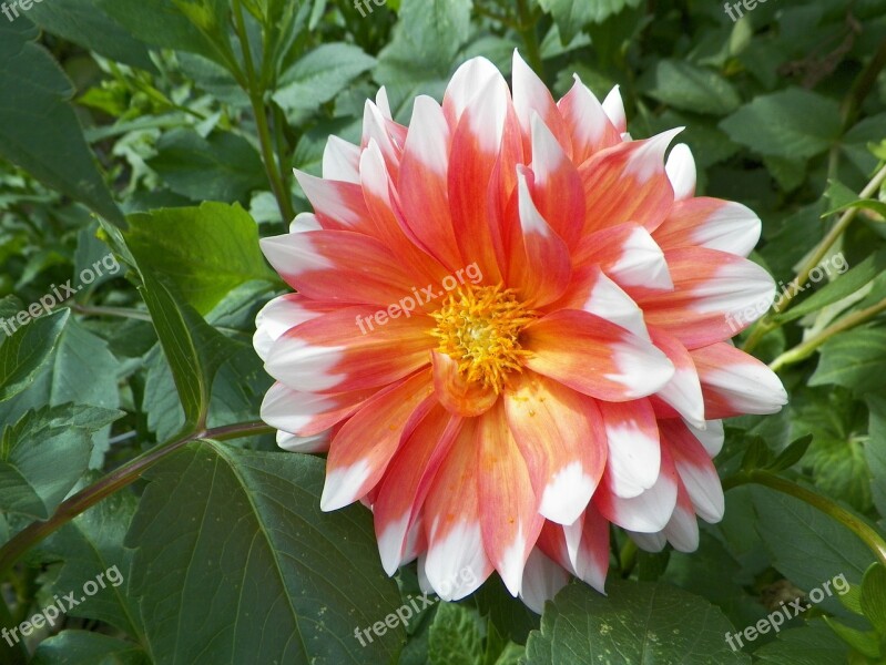 Dahlia Flower Garden Blossom Orangem Red