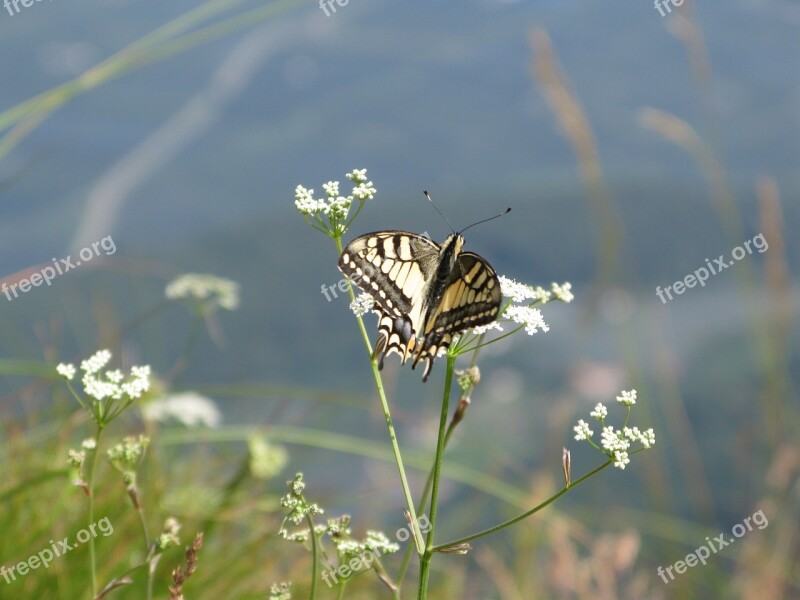 Dovetail Butterfly Nature Close Up Free Photos