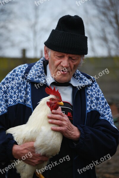 Cock Pets Gentle Old Free Photos