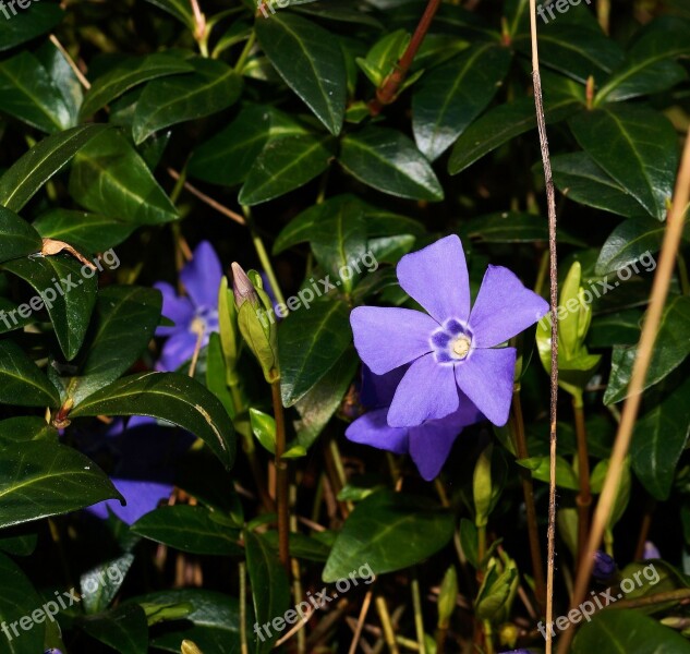 Blue Evergreen Vinca Minor Ground Cover Plant