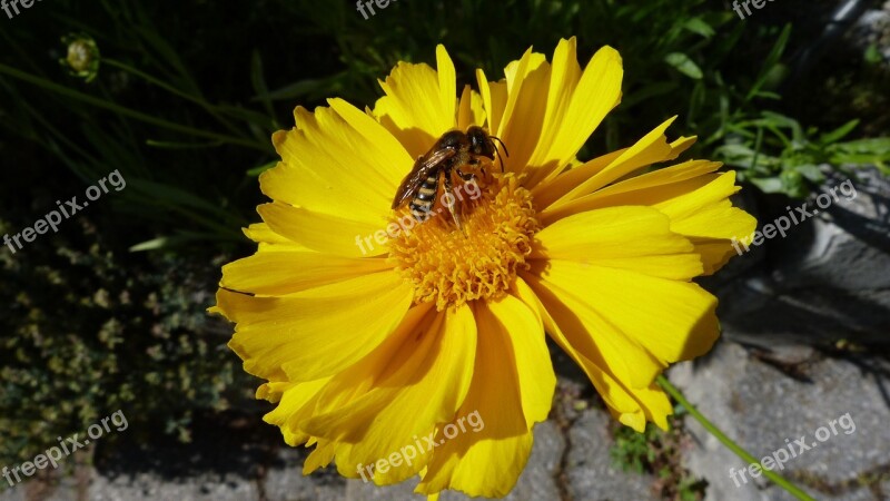 Flower Yellow Insect Macro Garden