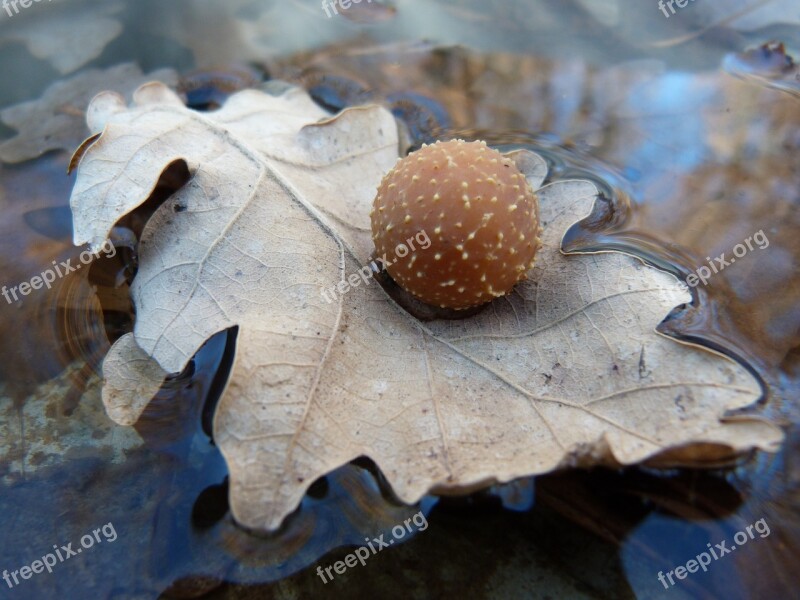 Macro Leaf Parasite Nature Oak Water